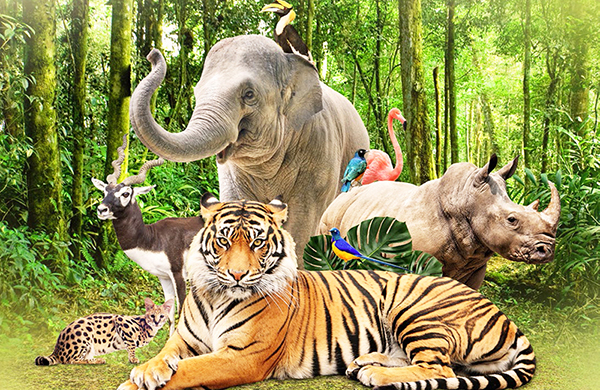 Tour du lịch Phú Quốc 3 ngày 3 đêm - Khám phá Vinpearl Safari